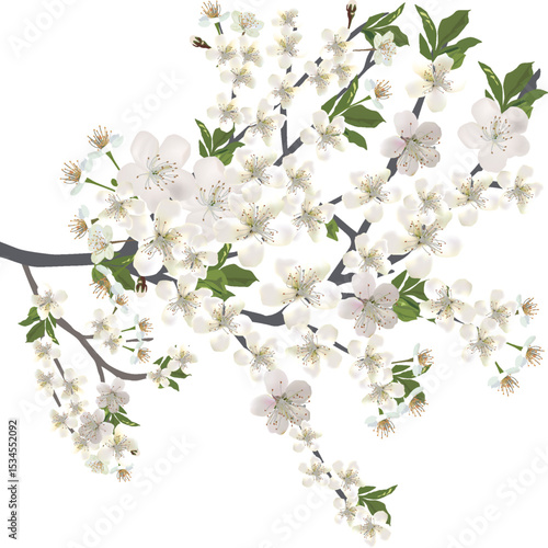 isolated white lush blossoming spring branch
