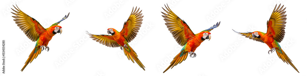 Fototapeta premium Scarlet Macaws Flying with Open Wings Transparent Background