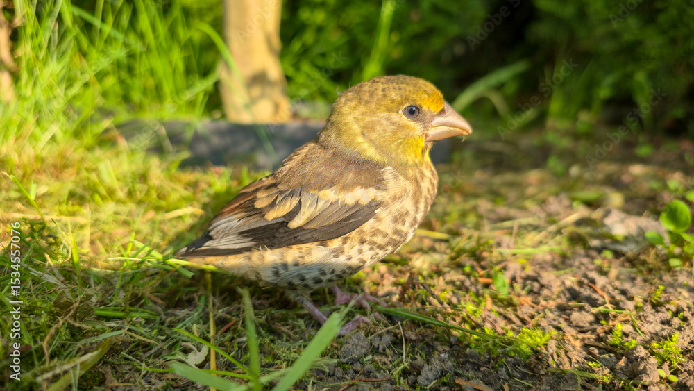 A young Hawfinch bird is learning to fly. A young Hawfinch bird is learning to fly.