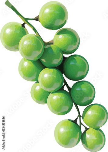 Freshly picked green grapes on the vine isolated on a white background