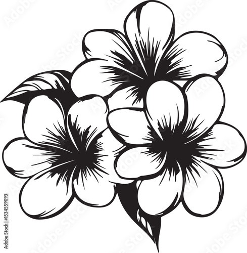 Elegant black and white illustration of beautiful tropical plumeria flowers in full bloom