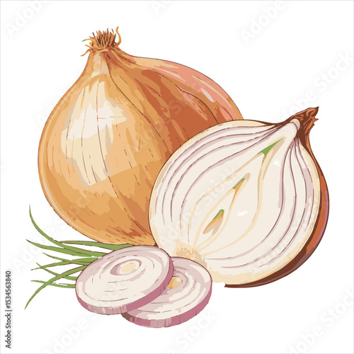  Onion Vector