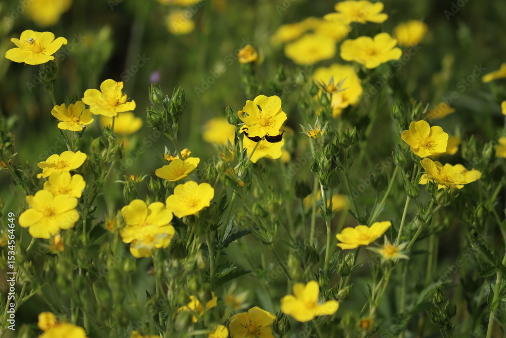 Obraz premium Yellow flowers of Potentilla chrysantha plants in summer garden