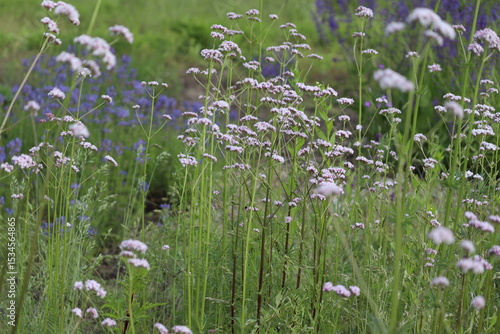 Flowering common valerian (Valeriana officinalis) plants in summer garden
