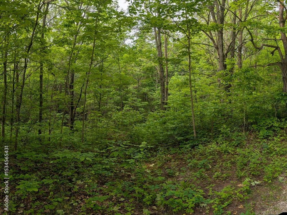 Obraz premium Lush Green Summer Forest with Dense Underbrush and Trees