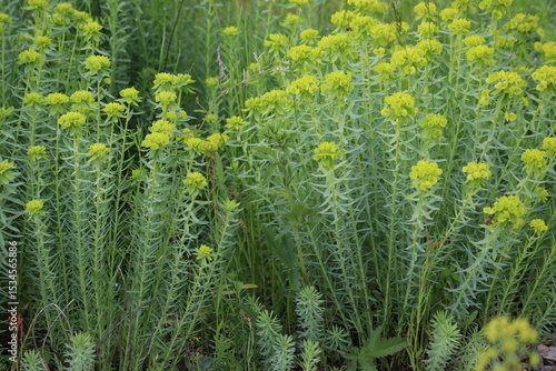Foto Flowering steppe spurge (Euphorbia seguieriana) plants in summer garden