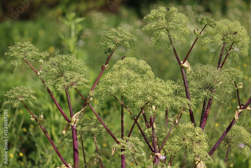 Flowering Garden angelica (Angelica archangelica) plant in summer garden