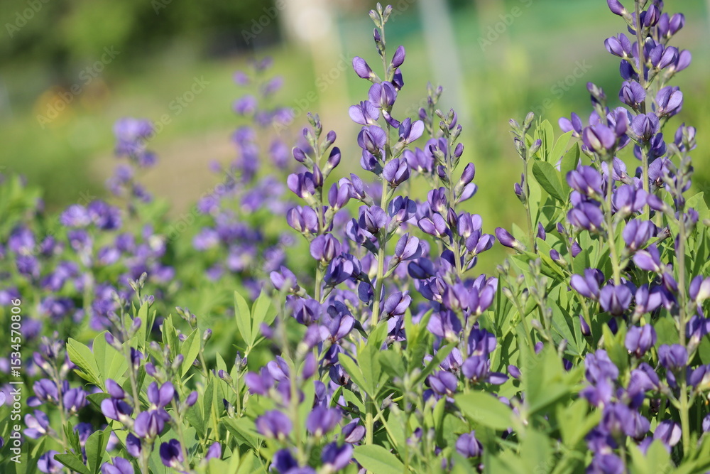 Fototapeta premium Flowers of blue wild indigo plant (Baptisia australis) in summer garden