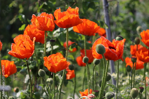 Red flowers of Oriental poppy (Papaver orientale) in summer garden