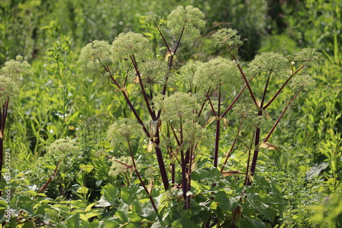 Flowering Garden angelica (Angelica archangelica) plant in summer garden