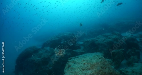 Wallpaper Mural lionfish group hunting silversides underwater ocean behaviour scenery Torontodigital.ca