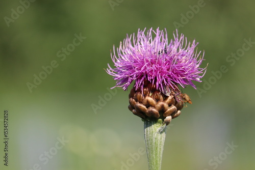 Konstfotografi Pink flower of Giant Knapweed (Rhaponticum scariosum) in summer garden