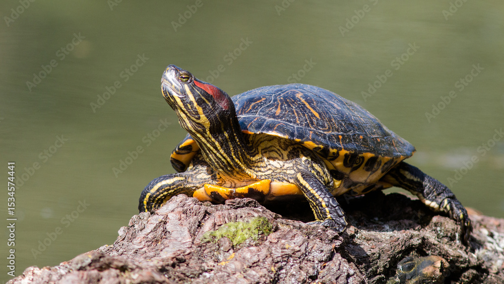 Fototapeta premium turtle on the rock