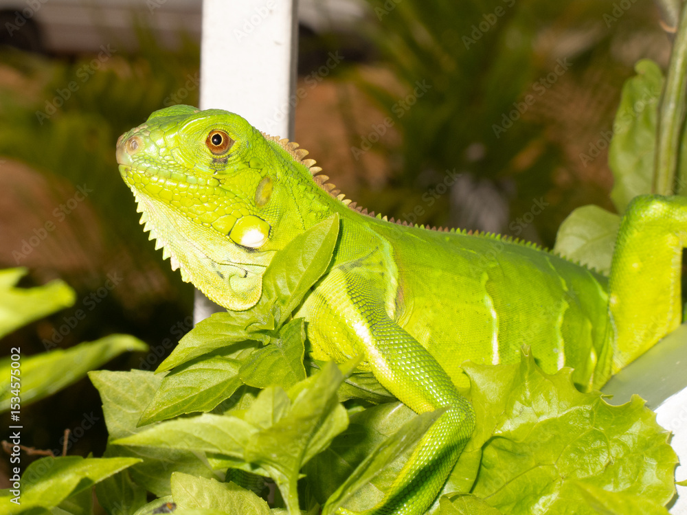 Fototapeta premium iguana