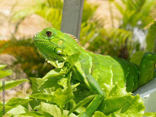 iguana