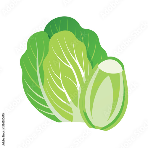 Fresh Green Lettuce Healthy Eating, Vitamins, and Culinary Uses
