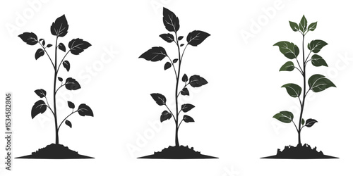 Solid black shadow silhouette icon set of plant growth stages represented in vector format