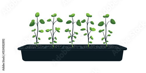 Growing plants in a black seedling tray with small green leaves in a light background