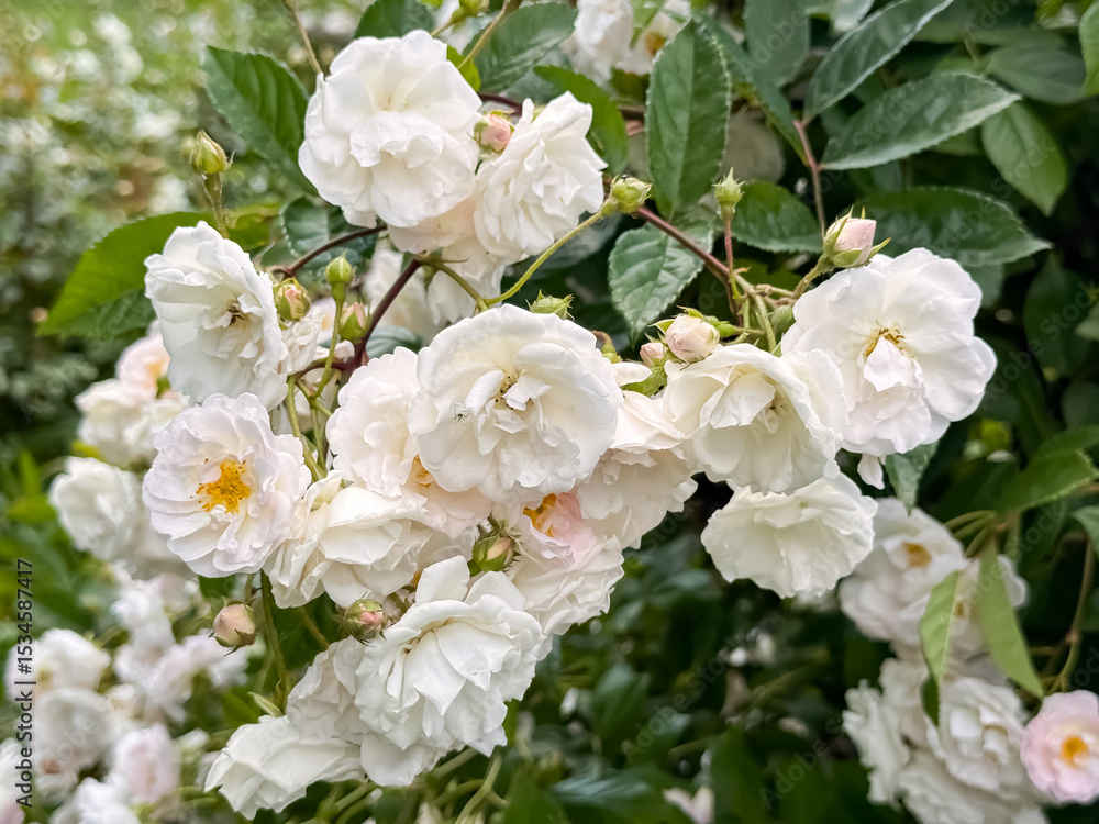 Fototapeta premium Large White Rose Bush in Full Bloom with Pink Tinge Garden Landscape