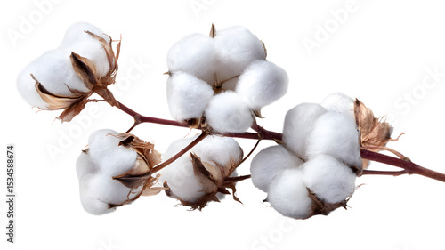 Close up of cotton plant with fluffy white blooms showing texture and detail on a stem in soft light against white background
