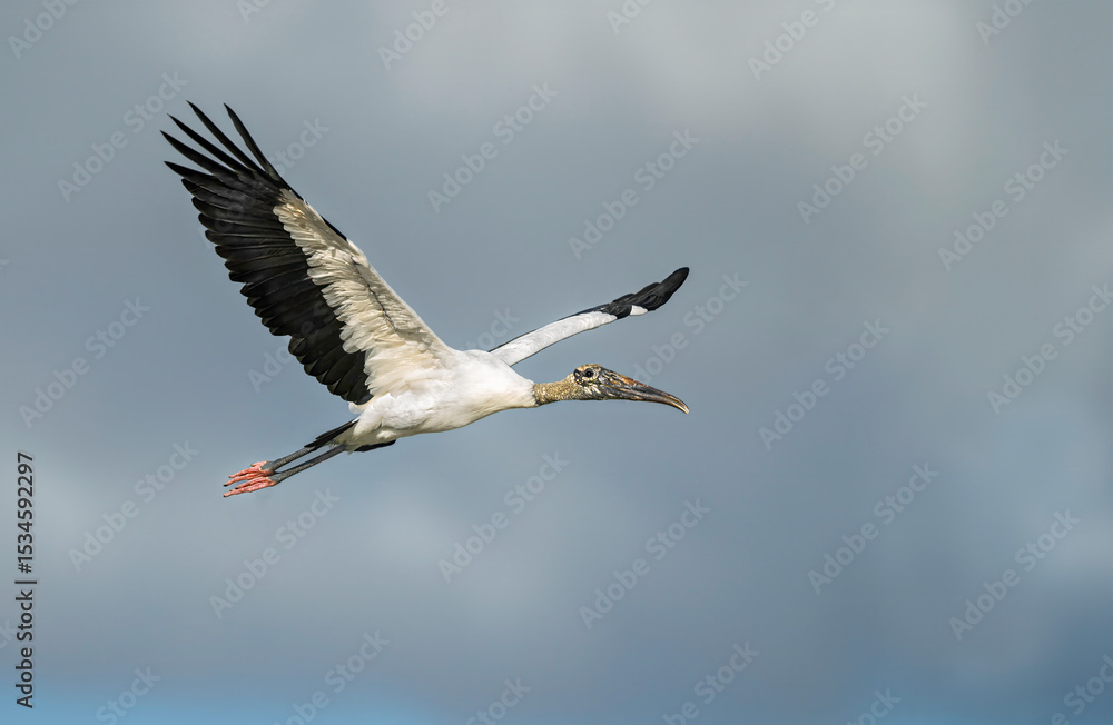 Obraz premium Wood Stork in flight with wings aloft
