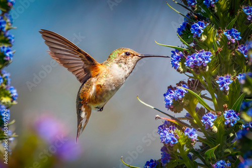 Hummingbird and Purple Plant