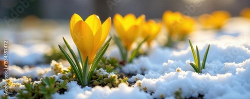 Vibrant yellow crocus blossoms emerge from melting snow , blossom, beautiful, meadow