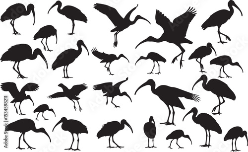 Ibis Silhouettes Vector Pack