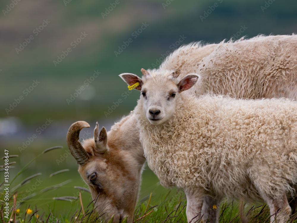 Naklejka premium Lamb and mother in Iceland