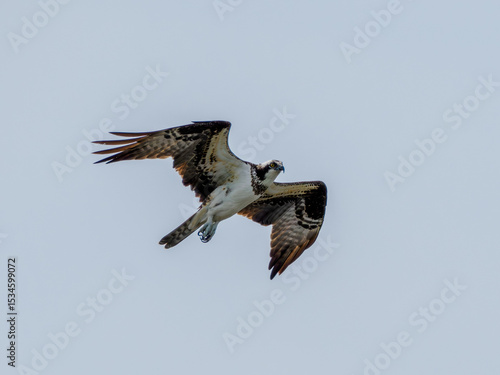 Osprey in flight