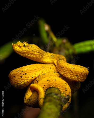 Serpientes en costa rica que muestran la lengua y tienen mirada amenazante.