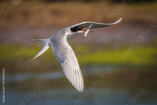 Bird with Fish in Beak