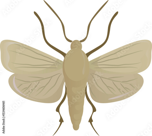 Mole insect isolated on white