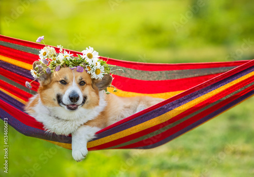 contented pet corgi dog in a wreath of wildflowers lies in a colorful hammock...