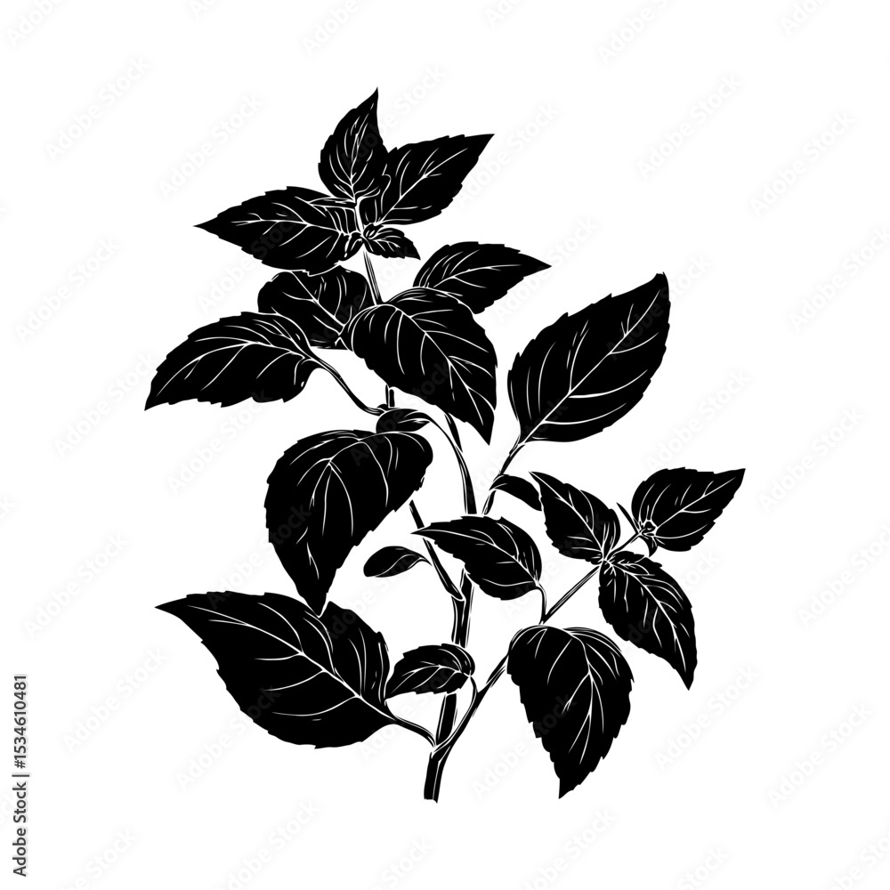 Silhouette of a basil herb plant with detailed leaves, ink-style drawing on white background, concept of natural botanical design Silhouette of a basil herb plant with detailed leaves, ink-style drawing on white background, concept of natural botanical design