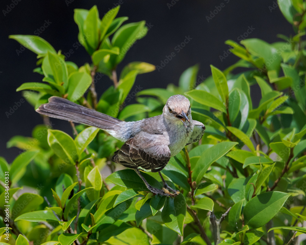 Fototapeta premium Mockingbird Perched on Bush with Beak Open
