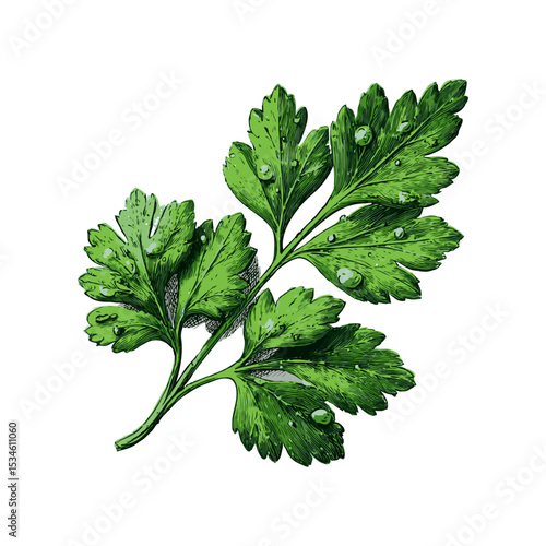 Detailed parsley leaf with water droplets, hand-drawn engraving style, isolated on white background, concept of culinary herbs and freshness