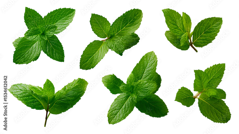 Fresh green mint leaves isolated on isolated on white transparent background suitable for culinary and herbal concepts ideal for healthy living Fresh green mint leaves isolated on isolated on white transparent background suitable for culinary and herbal concepts ideal for healthy living