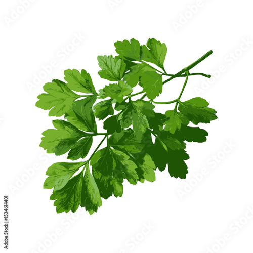 Realistic style parsley sprig with lush green leaves isolated on a clean white background, symbolizing freshness and organic cooking