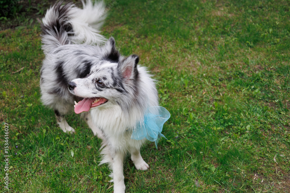 Obraz premium smart trained black and white marbled Bordeaux collie performs commands in the park in the grass. Summer, dog runs, sits, enjoys life outside