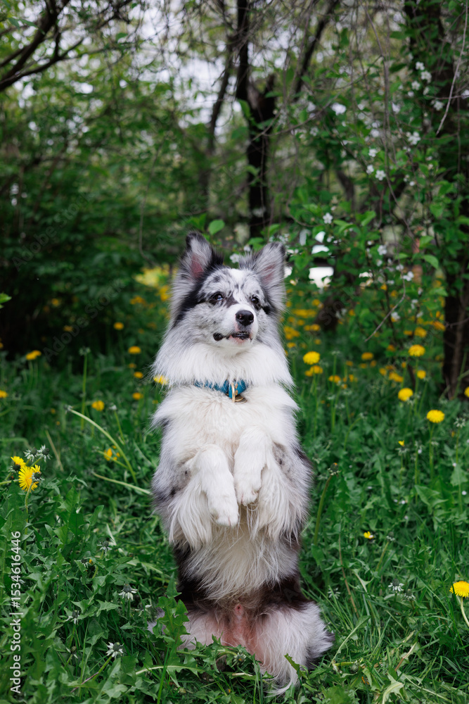 Obraz premium smart trained black and white marbled Bordeaux collie performs commands in the park in the grass. Summer, dog runs, sits, enjoys life outside