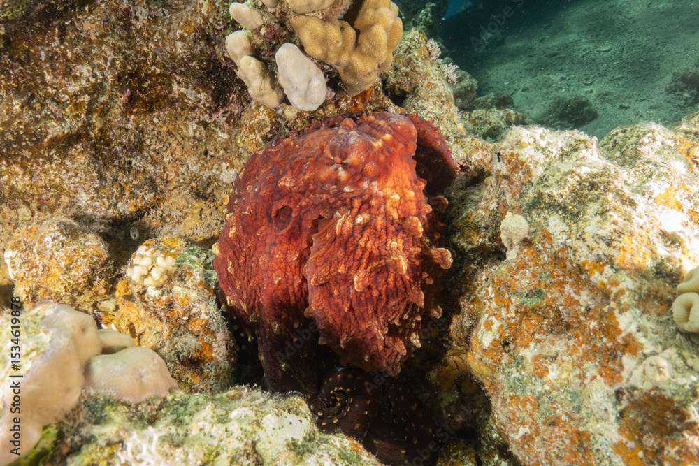 Fototapeta premium Octopus king of camouflage in the Red Sea, Eilat Israel 