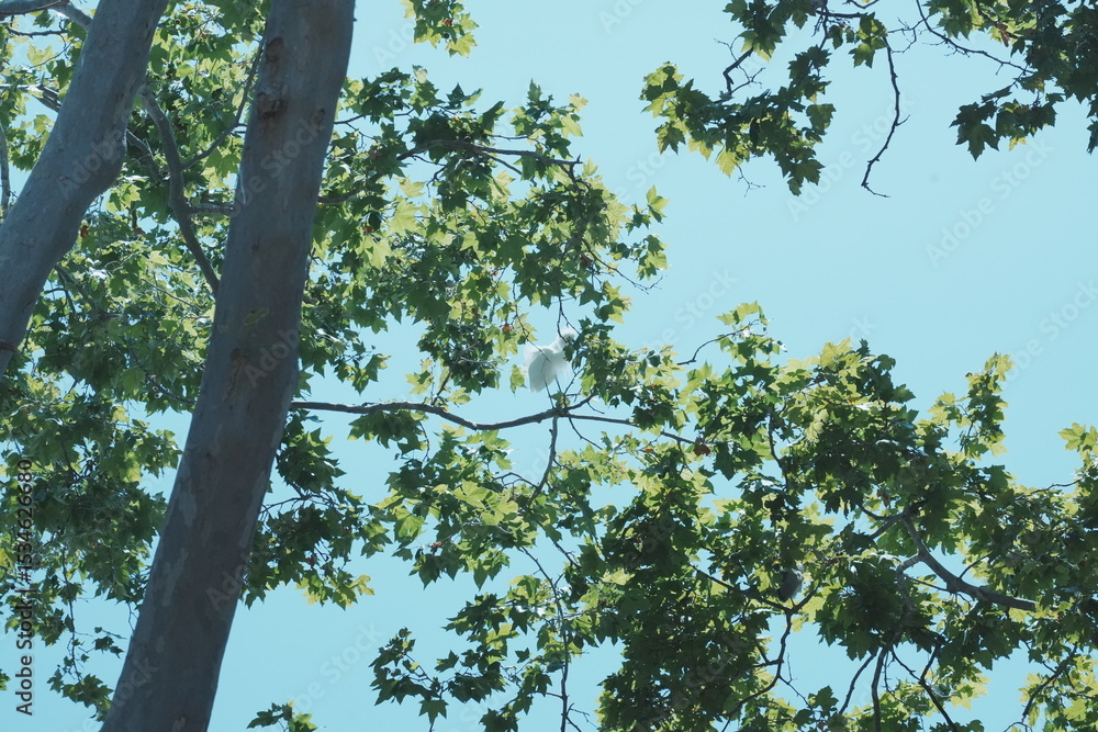Fototapeta premium egrets on the tree