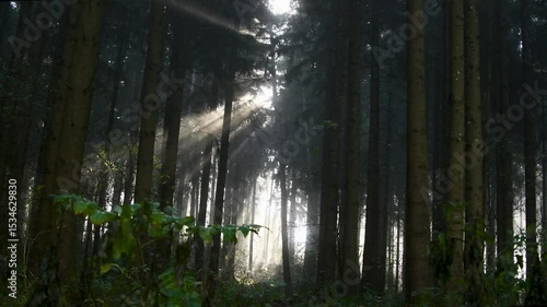 Sunlight pierces through tall trees in a misty forest creating a mystical atmosphere at dawn
