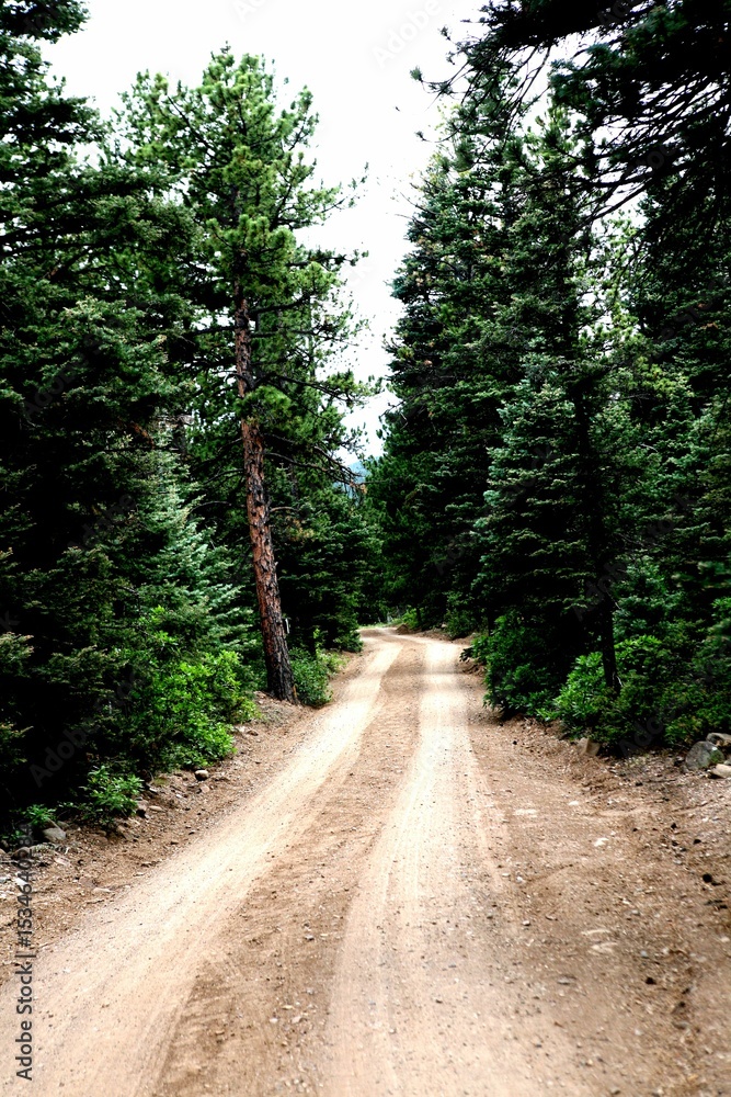 Fototapeta premium dirt road in the piney woods