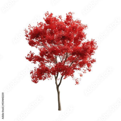japanese maple tree On isolated white or transparent background autumn season 
