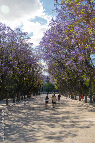 Purple flowers on trees