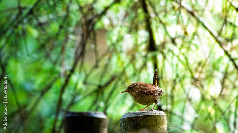 Naklejka premium Wren singing on a post in Woodland. Bakethin Nature Reserve, Northumberland June 2025
