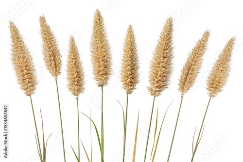 Elegant composition of hare's tail grass on a black background, studio shot