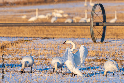 Foto Flock of Trumpeter Swans